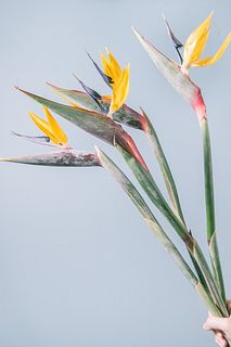 希少！「黄金の極楽鳥花」