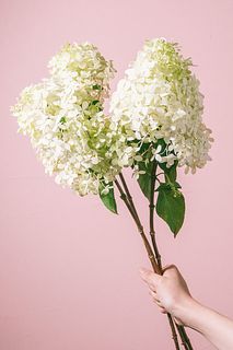 ピラミッド紫陽花「ミナヅキ」（セミロング）