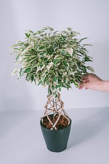 編み込み仕立てのフィカス 「スターライト」
