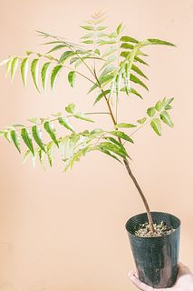 虫除けになる「ニーム」