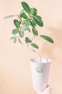 フィカス「オードリー」