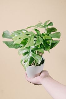 ヒメモンステラ
