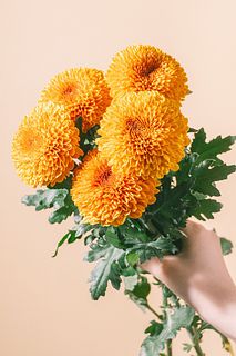 マム「 パラドフ」
