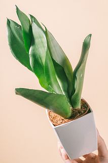 サンセベリア「ムーンシャイン」