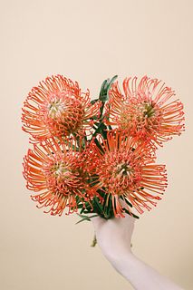 【9月のお買い得】オレンジピンクッション