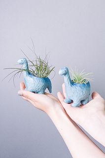 ブラキオサウルスとエアプランツ（1個）