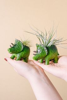 トリケラトプスとエアプランツ（1個）