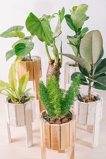 ナチュラルウッド観葉植物（1つ）