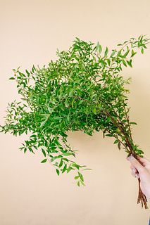 【9月のお買い得】さわやか雪柳