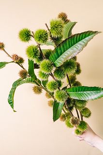 季節の枝もの「七立栗」