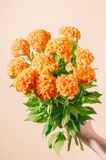 ケイトウ「オレンジクィーン」