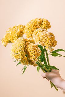 トサカケイトウ「アクトインカ」