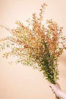 季節の枝もの「秋色に染めた雪柳」（ロングサイズ）