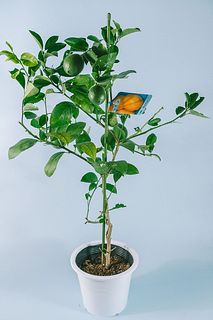 甘くておいしい「大きなレモンの木」