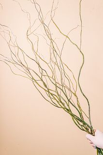 季節の枝もの「雲竜柳」