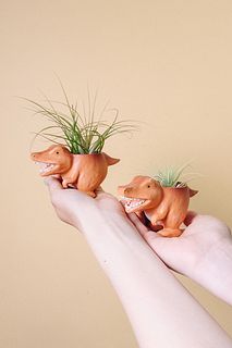 ティラノサウルスとエアプランツ（１個）