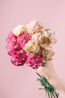カーネーション「バイパー＆バイパーワイン」
