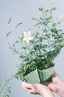 香るジャスミン「ホワイトプリンセス」蕾つき（2鉢セット）