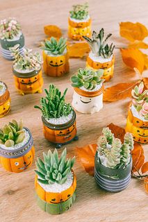 ハロウィンなおまかせ多肉植物（1つ）