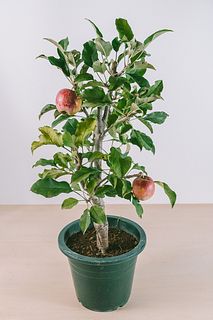小さなりんごの木「アルプス乙女」
