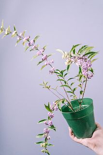 つぶつぶな実の紫式部