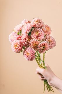 たっぷりミニアスター「ボブサーモン」