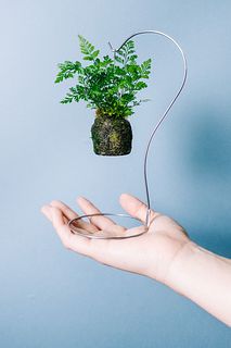 スタンド付きタバリアの苔玉