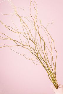 季節の枝もの「雲竜柳」