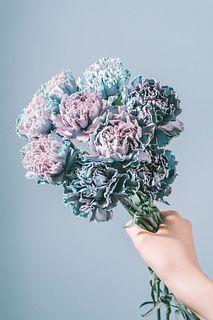 カーネーション「ティントモモミント」