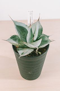 アガベ ホワイトアイス 斑入り 白氷 💠ホワイトアイス斑入り2種💠 ホワイトダイヤモンド💎 ホワイト