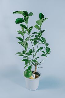 お家で収穫！レモンの木