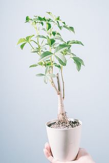 神秘的なバオバブの木「グレゴリー」