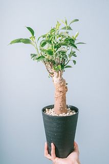 神秘的なバオバブの木「ジギタータ」