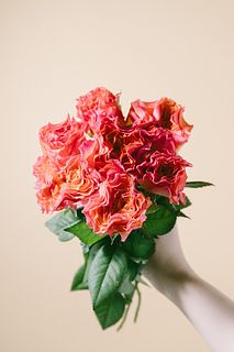 【9月のお買い得】バラ「ブリッサ」