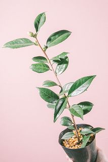 椿「西王母」
