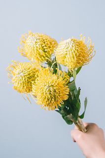【9月のお買い得】希少なイエローピンクッション「スーパーゴールド」