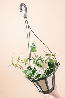 ホヤ「カルノーサ」（サクララン）