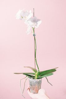 純白のミディ「アマビリス」