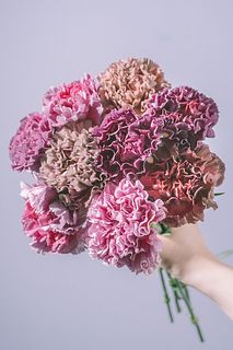 カーネーションスリルMIX（9本）