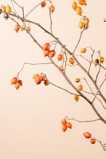 季節の実「鈴バラ」（セミロングサイズ）