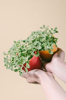 香りで虫よけ「アロマティカス」（2個セット）
