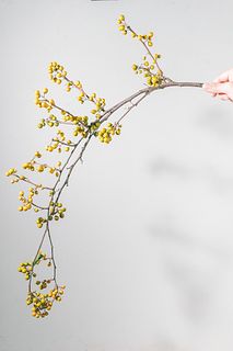 しろつめぐさです。 シロツメクサの花言葉は？身近なお花の花言葉をご紹介