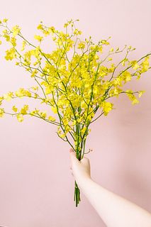 【10月のお買い得】幸運を呼ぶ「オンシジウム」(ロングサイズ）