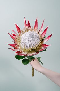 【10月のお買い得】キングプロテア「マディバ」