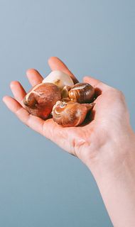 チューリップの球根「アイスクリーム」