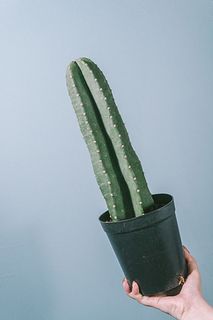 サボテン「セレウス レパンダス」