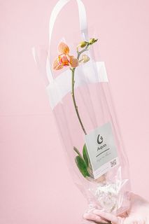 水栽培で楽しむ！根っこ付きミディファレノ