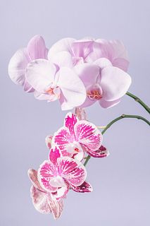 日野洋蘭園のジークとほのか（2本）