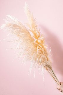 ふわふわドライパンパスグラス