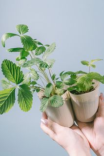 ワイルドストロベリー（2鉢セット）